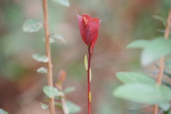 Machilus thunbergii