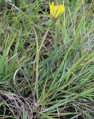 Gazania linearis linearis