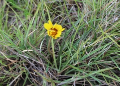 Gazania linearis linearis