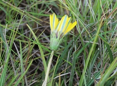 Gazania linearis linearis