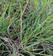 Gazania linearis linearis