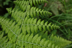Hypolepis glandulifera