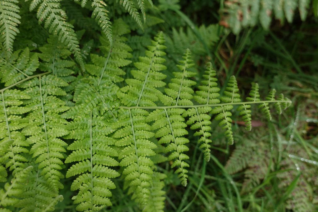Downy Ground-fern