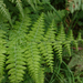 Downy Ground-Fern - Photo (c) Wayne Martin, some rights reserved (CC BY-NC), uploaded by Wayne Martin