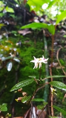 Macrocentrum cristatum