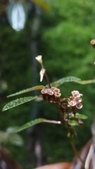 Macrocentrum cristatum