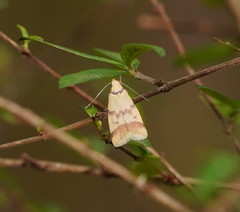 Heteroteucha anthodora