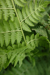 Hypolepis glandulifera