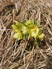 Helleborus multifidus istriacus