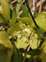 Helleborus multifidus istriacus