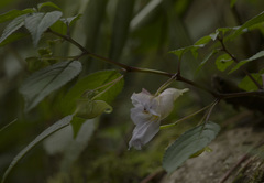 Impatiens arguta
