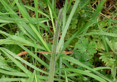 Hypolepis glandulifera