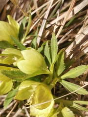 Helleborus multifidus istriacus