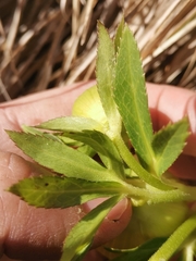 Helleborus multifidus istriacus
