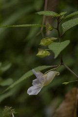 Impatiens arguta