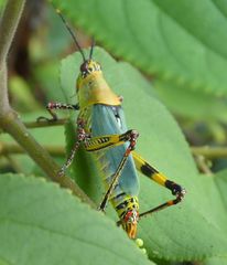 Zonocerus variegatus