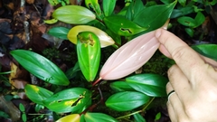 Philodendron fragrantissimum