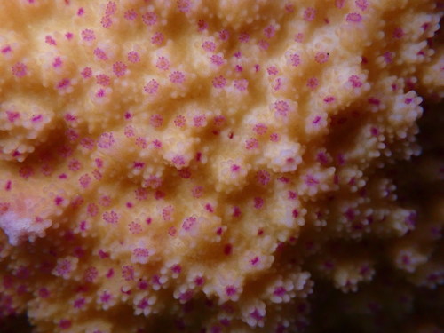 Spreading or sandpaper rice coral