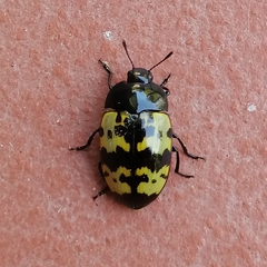 Iphiclus bremei