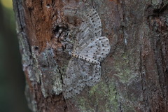 Percnia fumidaria