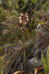Watsonia tabularis