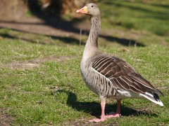 Anser anser