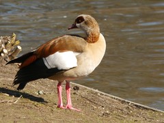 Alopochen aegyptiaca