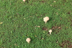 Saproamanita nauseosa