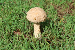 Saproamanita nauseosa