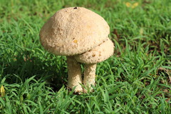 Saproamanita nauseosa