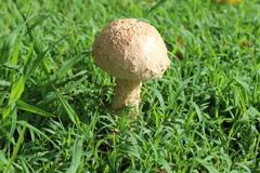 Saproamanita nauseosa