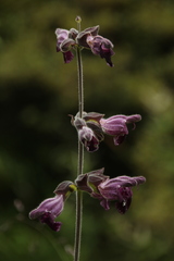 Salvia castanea