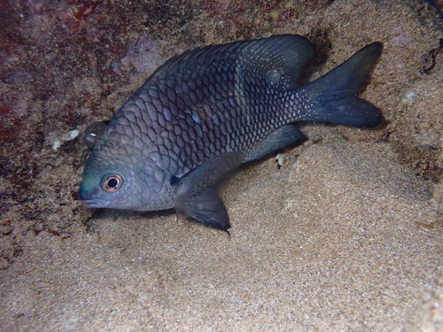 Hawaiian Rock Damsel