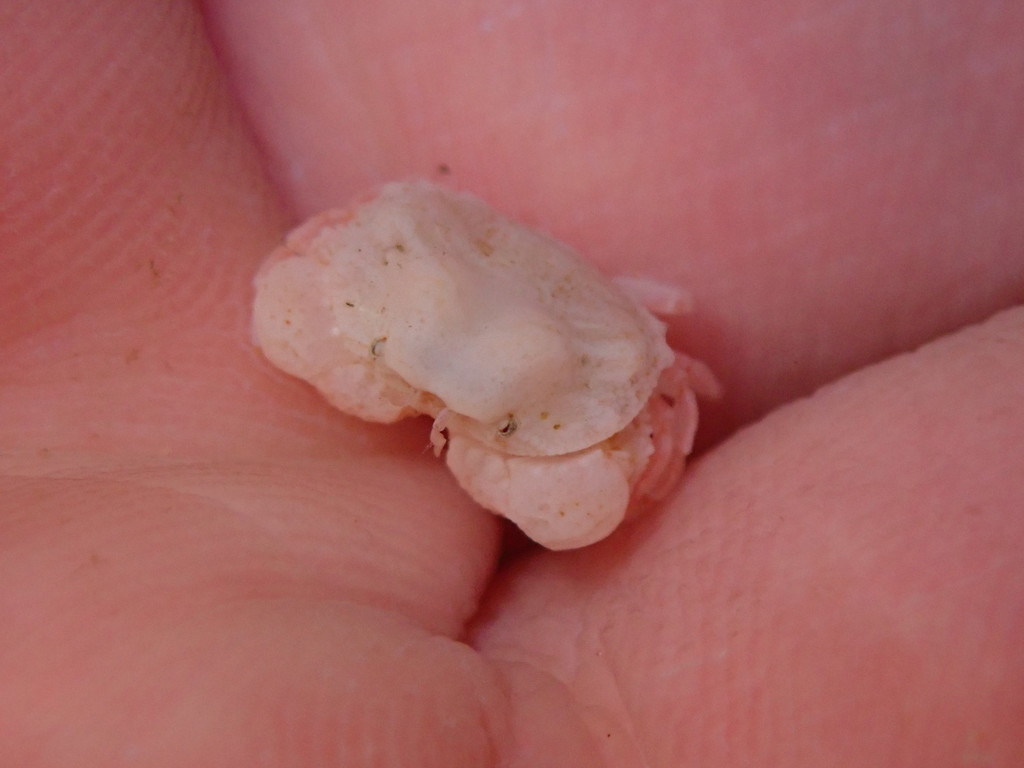 Actaeomorpha erosa