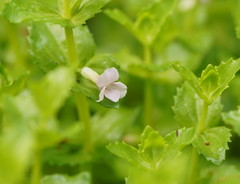 Gratiola peruviana