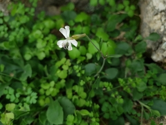 Silene italica
