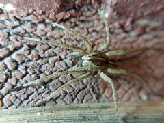 Tigrosa
