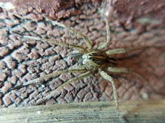 Tigrosa