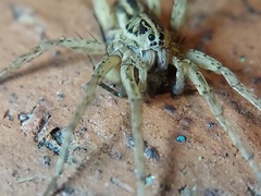 Tigrosa