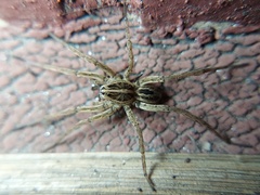 Tigrosa