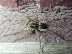 Tigrosa