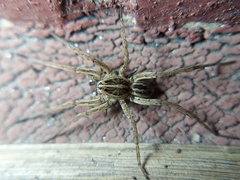 Tigrosa