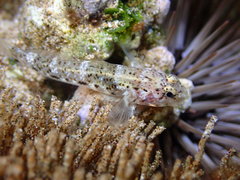 Coco's Frillgoby photo 2