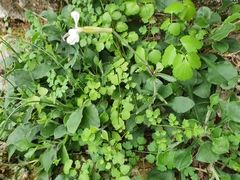 Silene italica