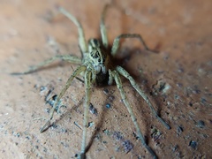 Tigrosa