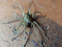 Tigrosa