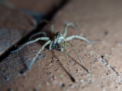 Tigrosa
