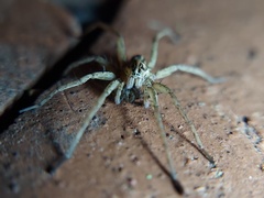 Tigrosa