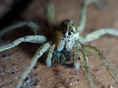 Tigrosa