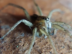 Tigrosa